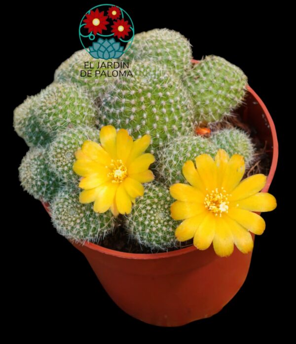 Rebutia Fabrissi var. aureiflora