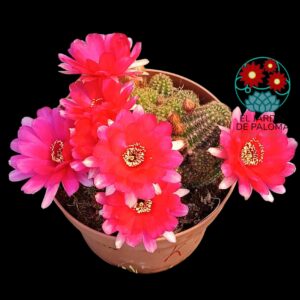 Chamaelobivia flor fucsia (maceta grande)