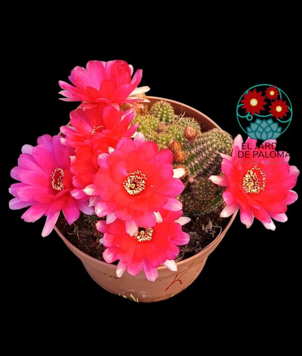 Chamaelobivia flor fucsia (maceta grande)
