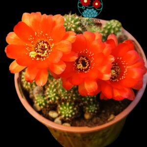 Chamaelobivia flor naranja (maceta grande)