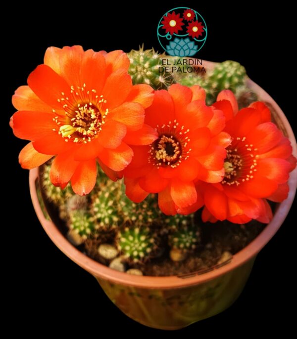 Chamaelobivia flor naranja (maceta grande)