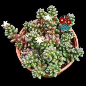 Sedum Furfuraceum