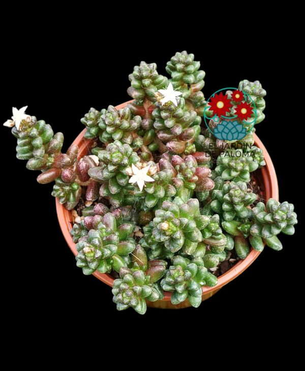 Sedum Furfuraceum