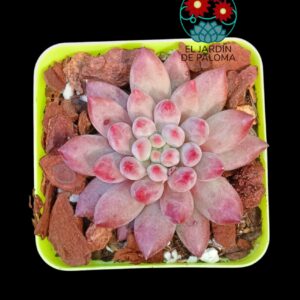 Pachyphytum Goldfish (importación