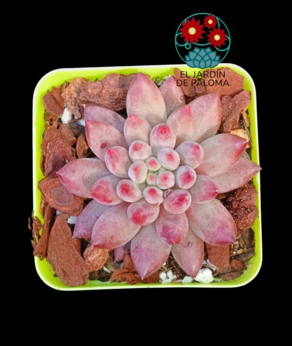Pachyphytum Goldfish (importación
