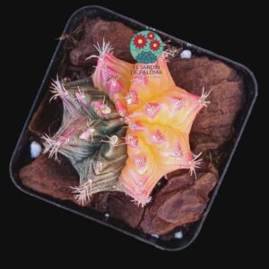 Gymnocalcyum mihanovichii variegata (poca raíz)