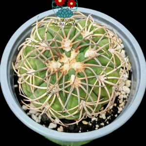 Gymnocalcyum Spegazzini (tamaño grande)