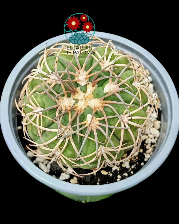 Gymnocalcyum Spegazzini (tamaño grande)