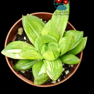 Haworthia Cymbiformis variegata