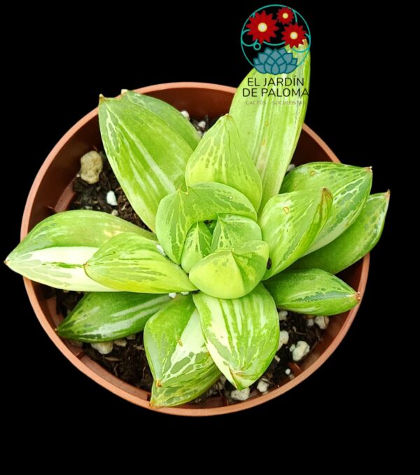 Haworthia Cymbiformis variegata