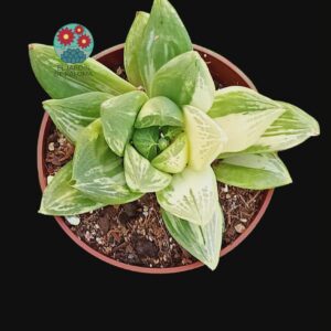 Haworthia Cymbiformis variegata