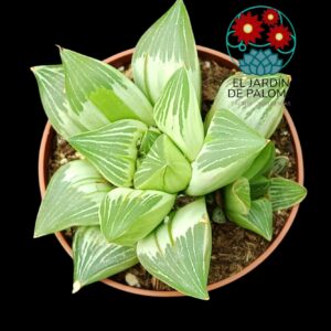 Haworthia retusa "Milky way" variegata (con hijuelo)