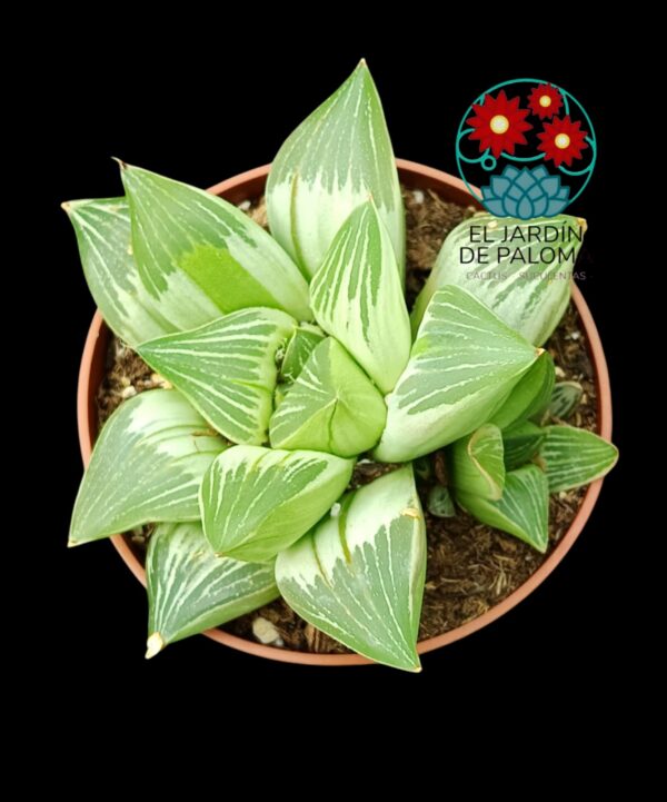 Haworthia retusa "Milky way" variegata (con hijuelo)