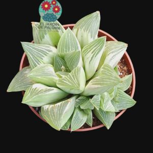 Haworthia retusa "Milky way" variegata (con hijuelo)