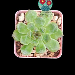 Echeveria "Black bean "(importación)