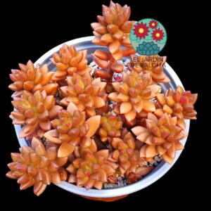 Sedum Jet Beads (maceta grande)