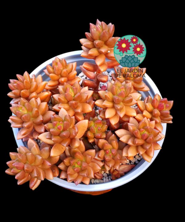 Sedum Jet Beads (maceta grande)