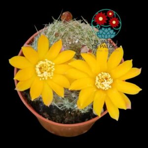 Sulcorebutia Krainziana (maceta pequeña)