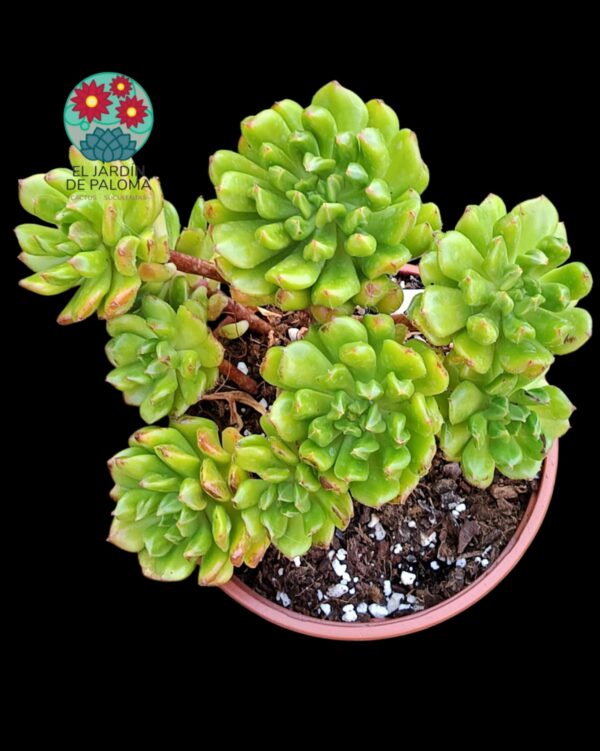 Echeveria Red lantern