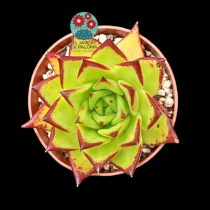 Echeveria Agavoides lipstick