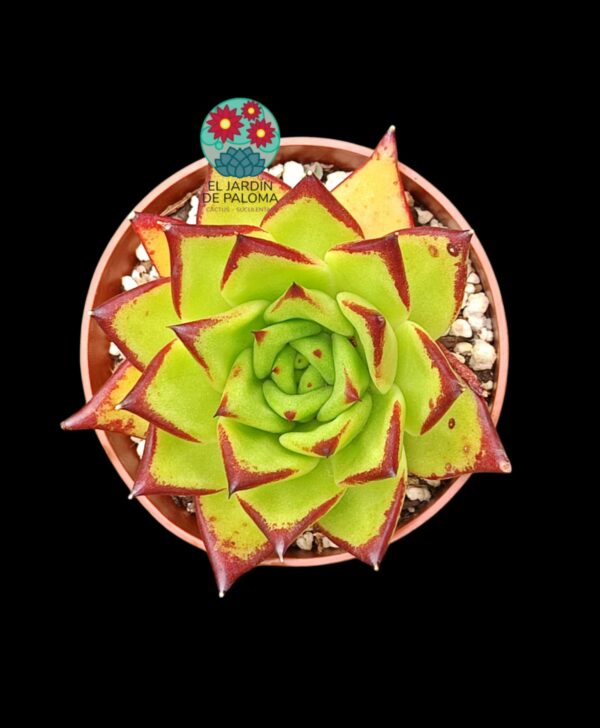 Echeveria Agavoides lipstick