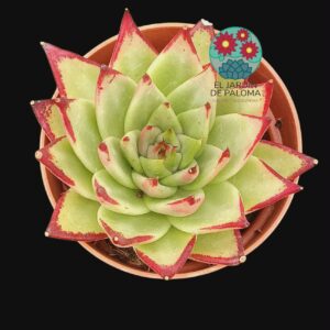 Echeveria Agavoides "Lipstick"