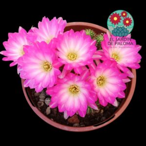 Chamaelobivia flor rosa y blanca (maceta grande)