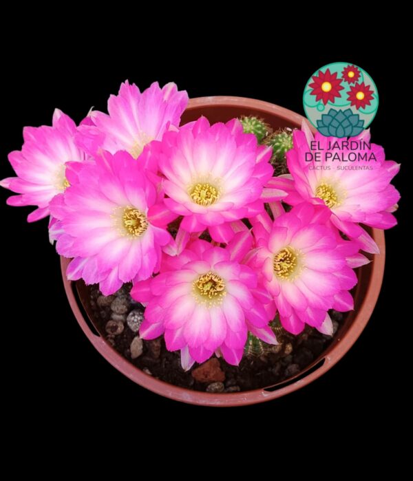 Chamaelobivia flor rosa y blanca (maceta grande)