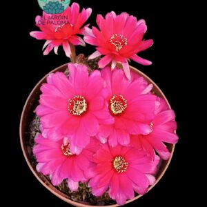 Chamaelobivia flor fucsia (maceta grande)