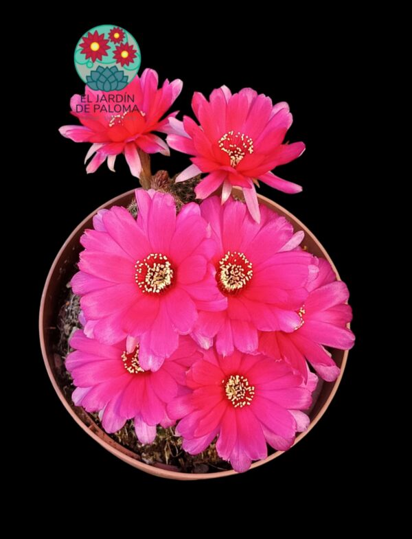 Chamaelobivia flor fucsia (maceta grande)