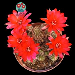 Chamaelobivia flor roja (maceta grande)
