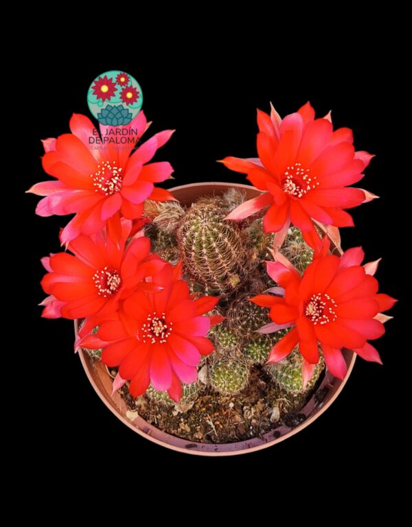 Chamaelobivia flor roja (maceta grande)