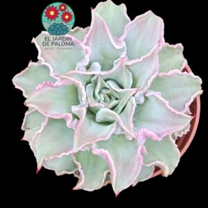 Echeveria Madiba (maceta grande)