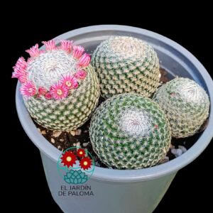 Mammillaria Pseudoperbella (colonia)