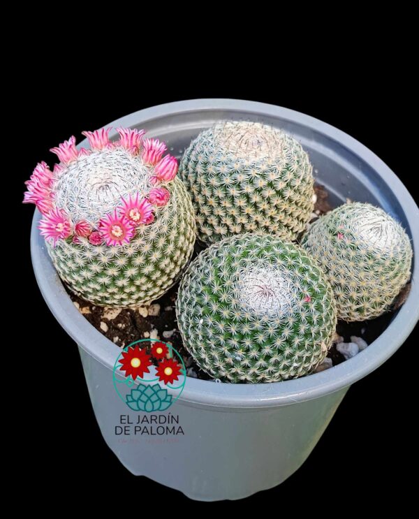 Mammillaria Pseudoperbella (colonia)