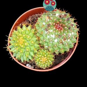 Mammillaria Marksiana