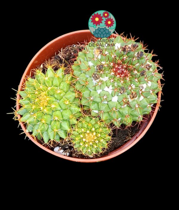 Mammillaria Marksiana