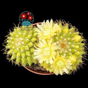Mammillaria Marksiana