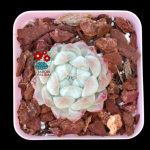 Echeveria Meteor (importación)