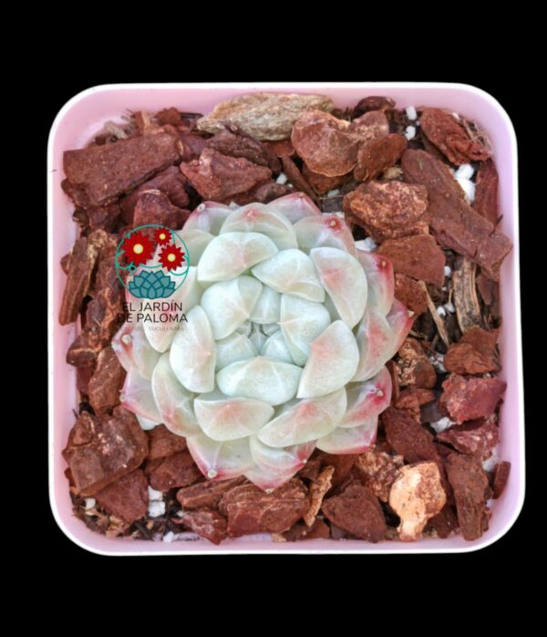 Echeveria Meteor (importación)