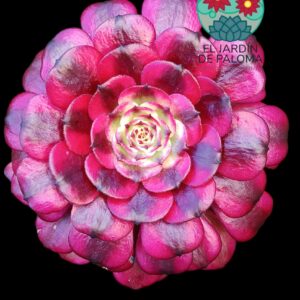 Aeonium Miky variegata (importación)