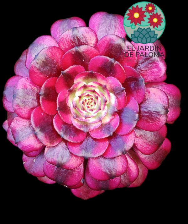 Aeonium Miky variegata (importación)