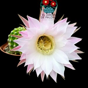 Echinopsis Multiplex