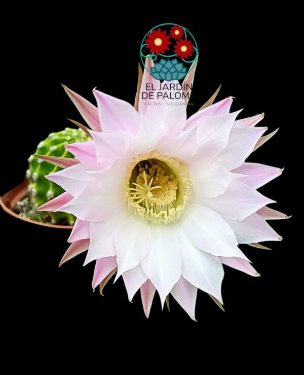 Echinopsis Multiplex