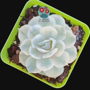 Echeveria Onslow variegata (importación)