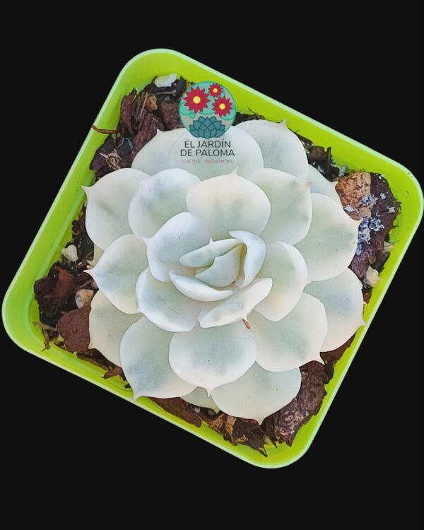 Echeveria Onslow variegata (importación)