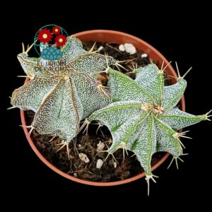 Maceta 2 Astrophytum ornatum