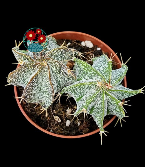Maceta 2 Astrophytum ornatum