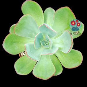 Echeveria "Green pacific (maceta grande)