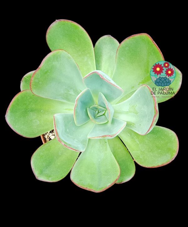 Echeveria "Green pacific (maceta grande)